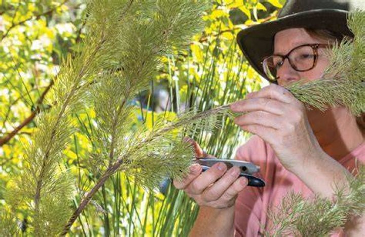Can you propagate woolly bush