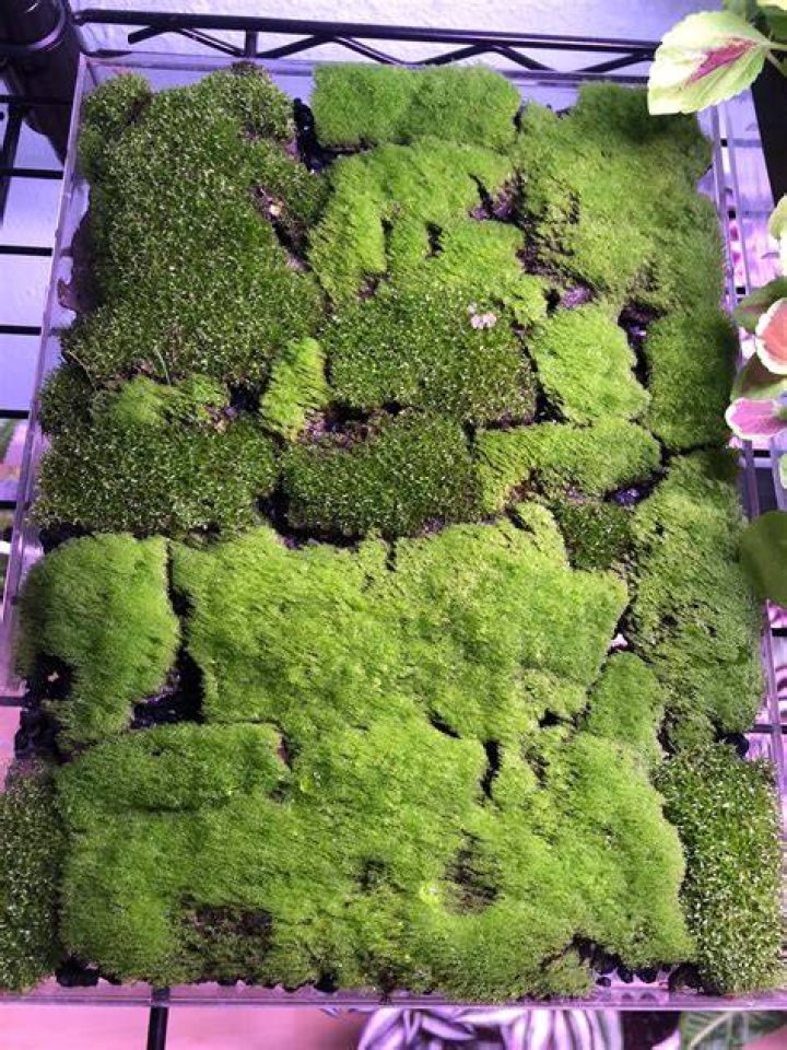 How old can Moss get